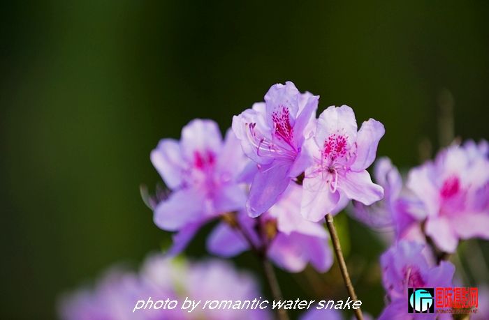 DSC_9376.jpg