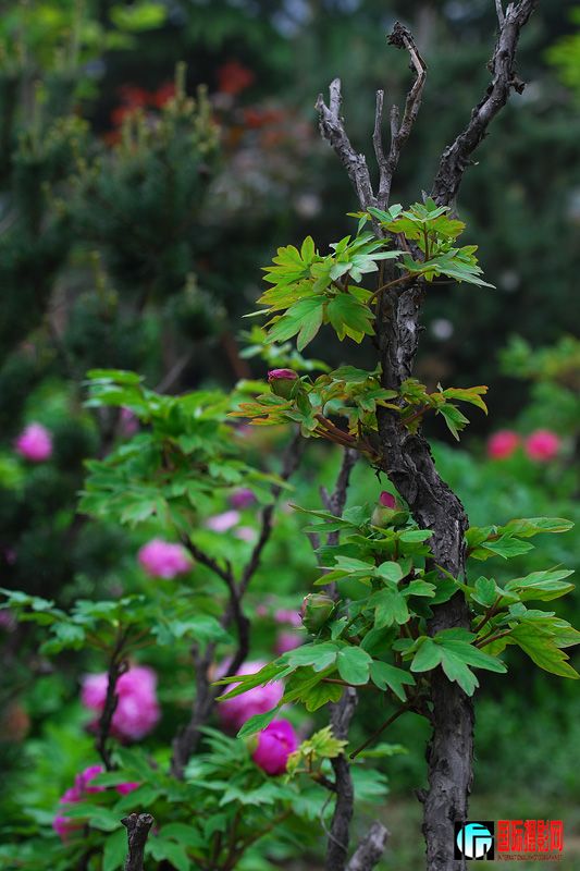DSC_2883.jpg