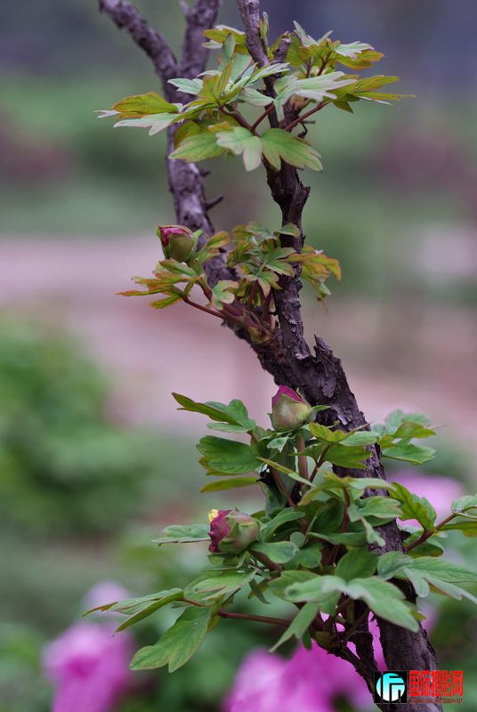DSC_2674..jpg