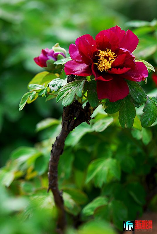 DSC_2849.jpg