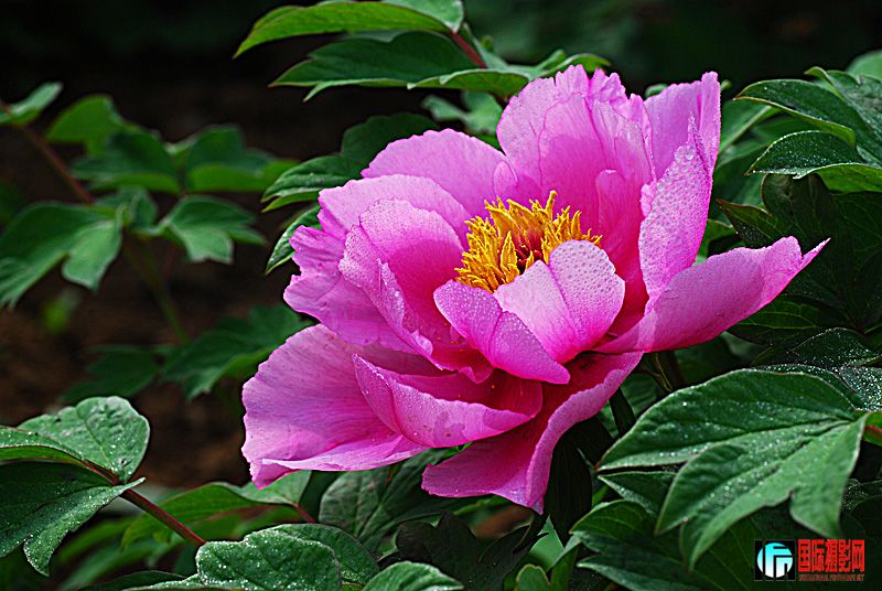 DSC_2806.jpg