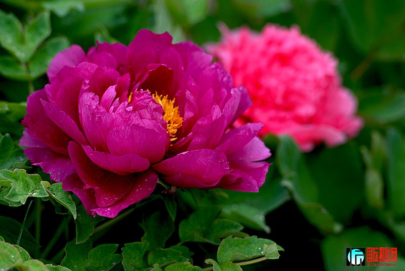 DSC_2698.jpg