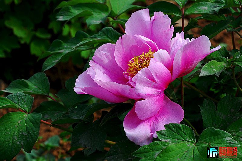 DSC_2815.jpg
