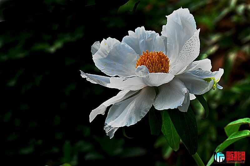 DSC_2803.jpg