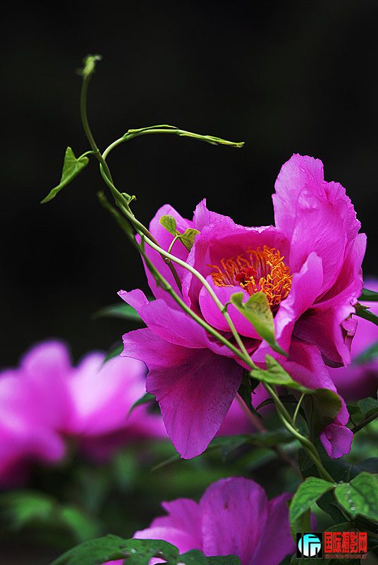DSC_2694.jpg