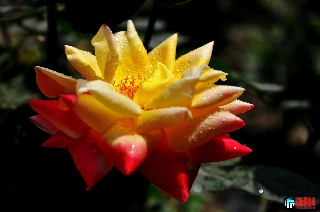 DSC_6519_12060.jpg