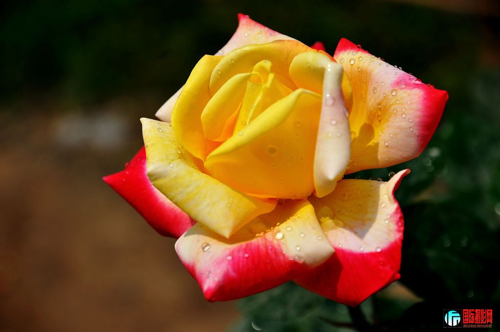 DSC_6526_12066.jpg