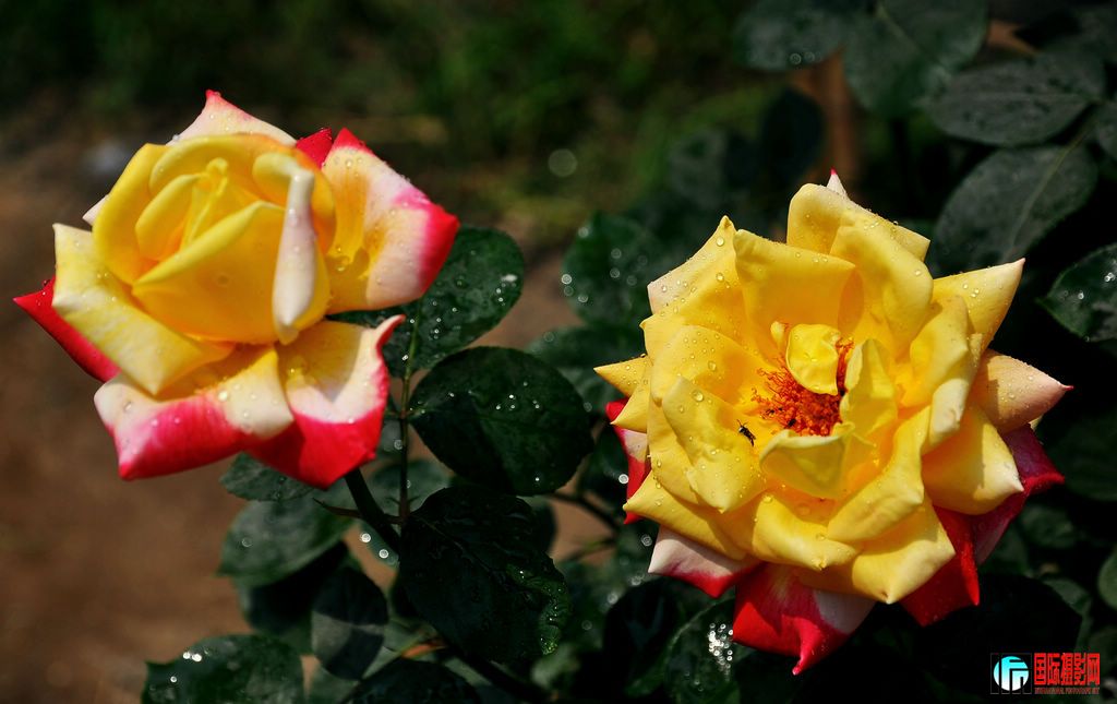 DSC_6523_12064.jpg