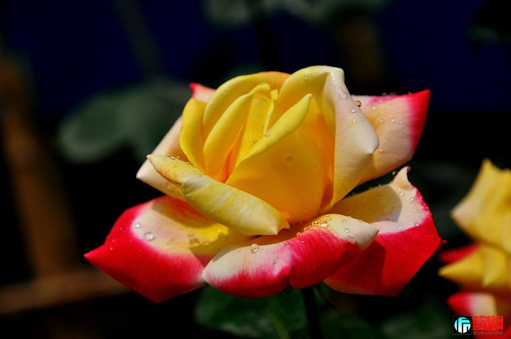 DSC_6528_12068.jpg