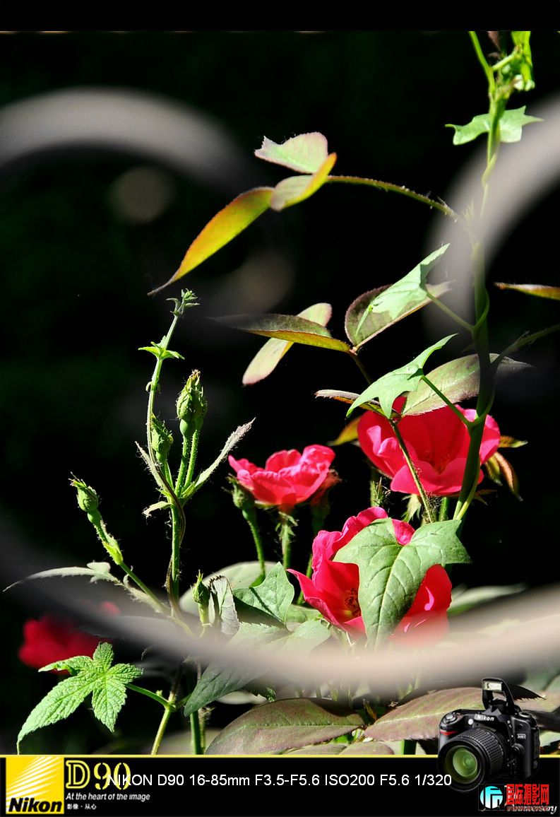 DSC_6566_12098.jpg