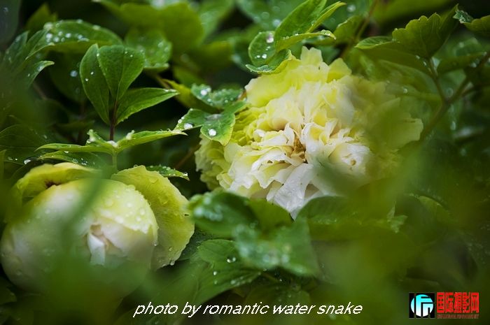 DSC_9496.jpg