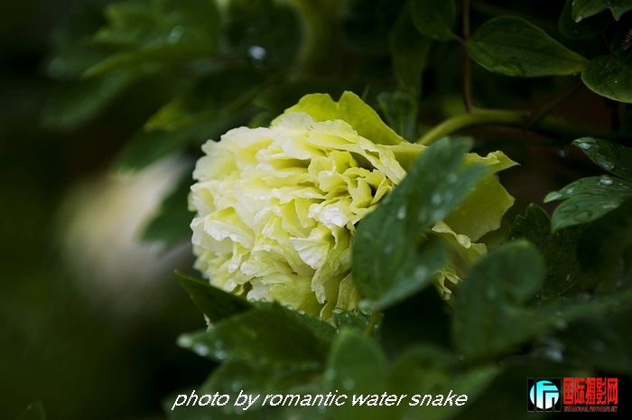 DSC_9495.jpg