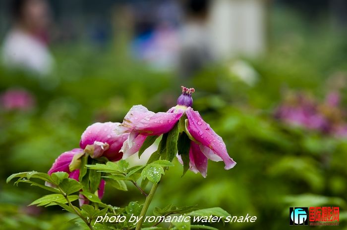 DSC_9479.jpg