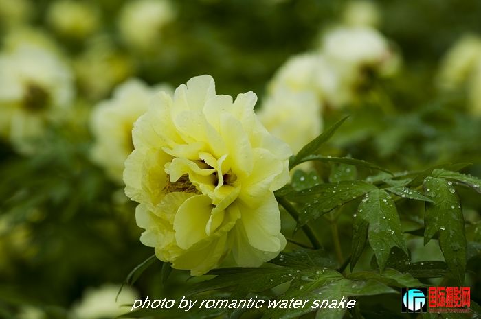 DSC_9488.jpg