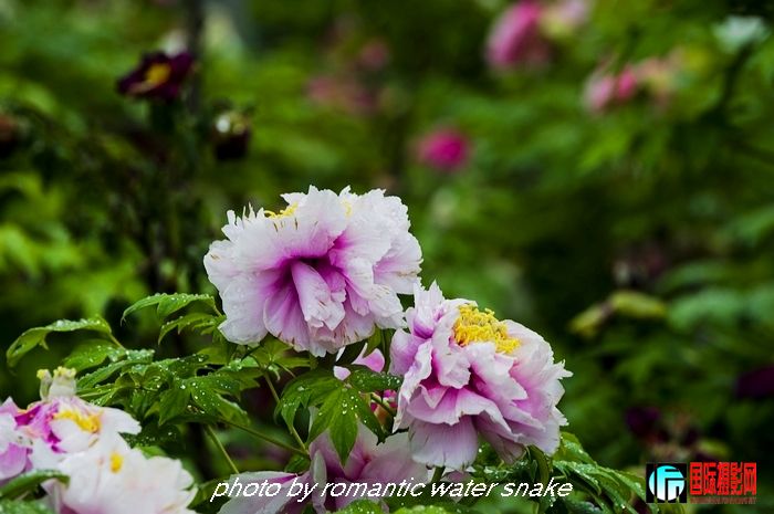 DSC_9481.jpg