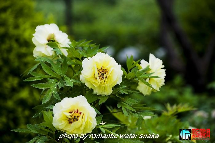 DSC_9490.jpg