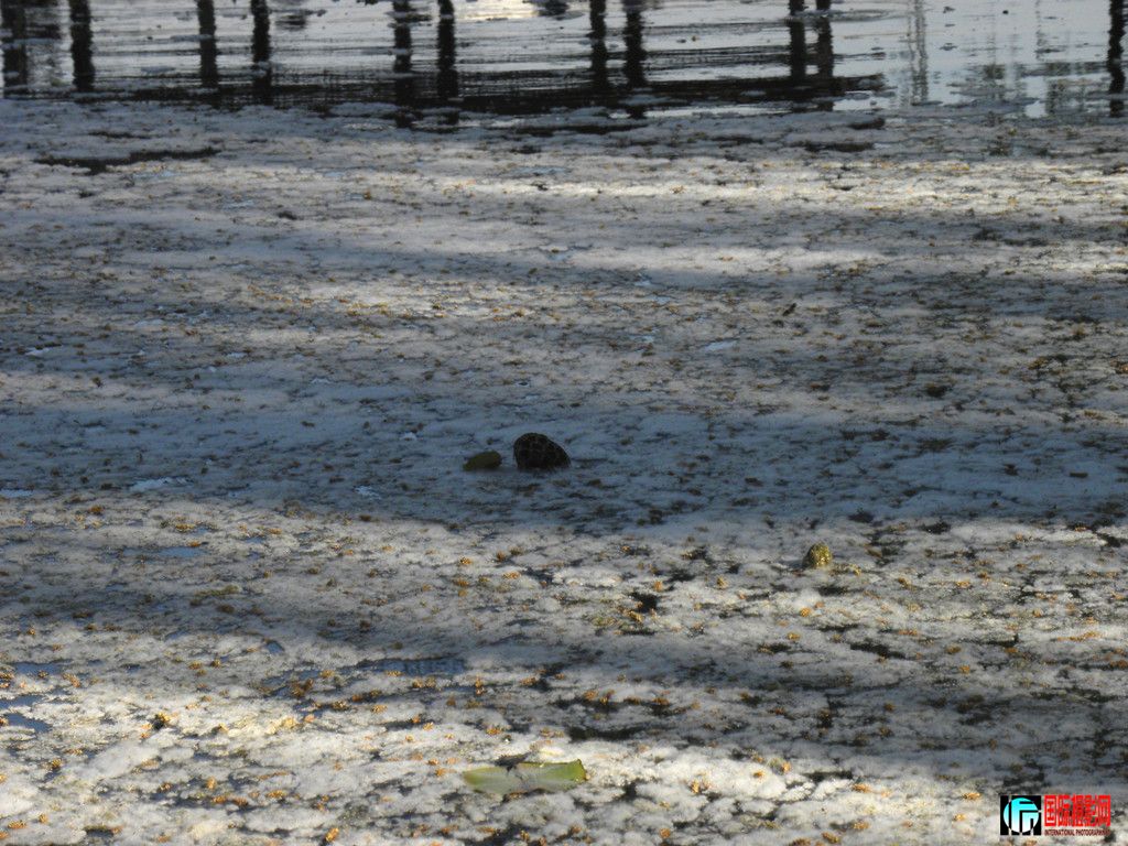 DSCN2705_.jpg
