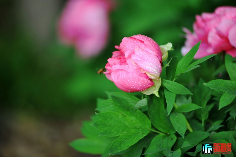  DSC_2243.JPG