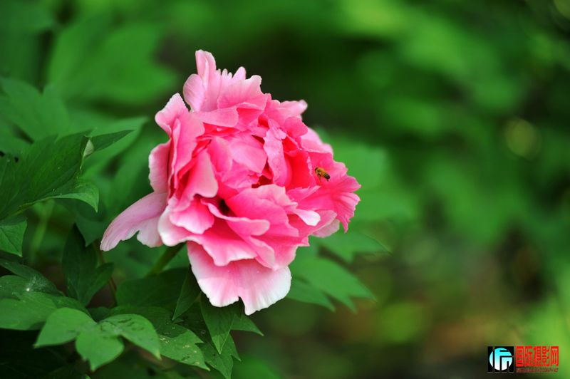  DSC_2247.JPG