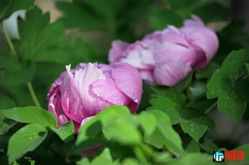  DSC_2249.JPG