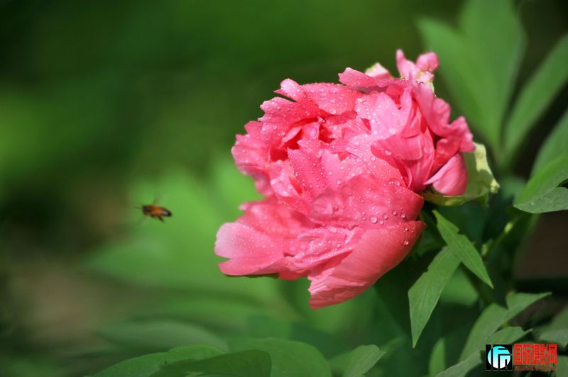  DSC_2250.JPG
