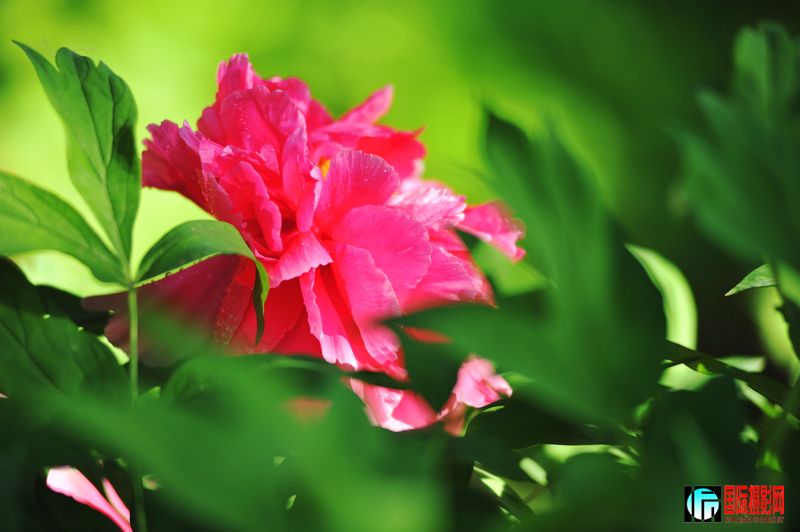 DSC_2242.JPG
