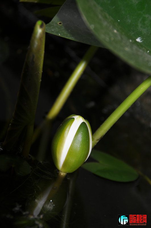 DSC_0078.jpg