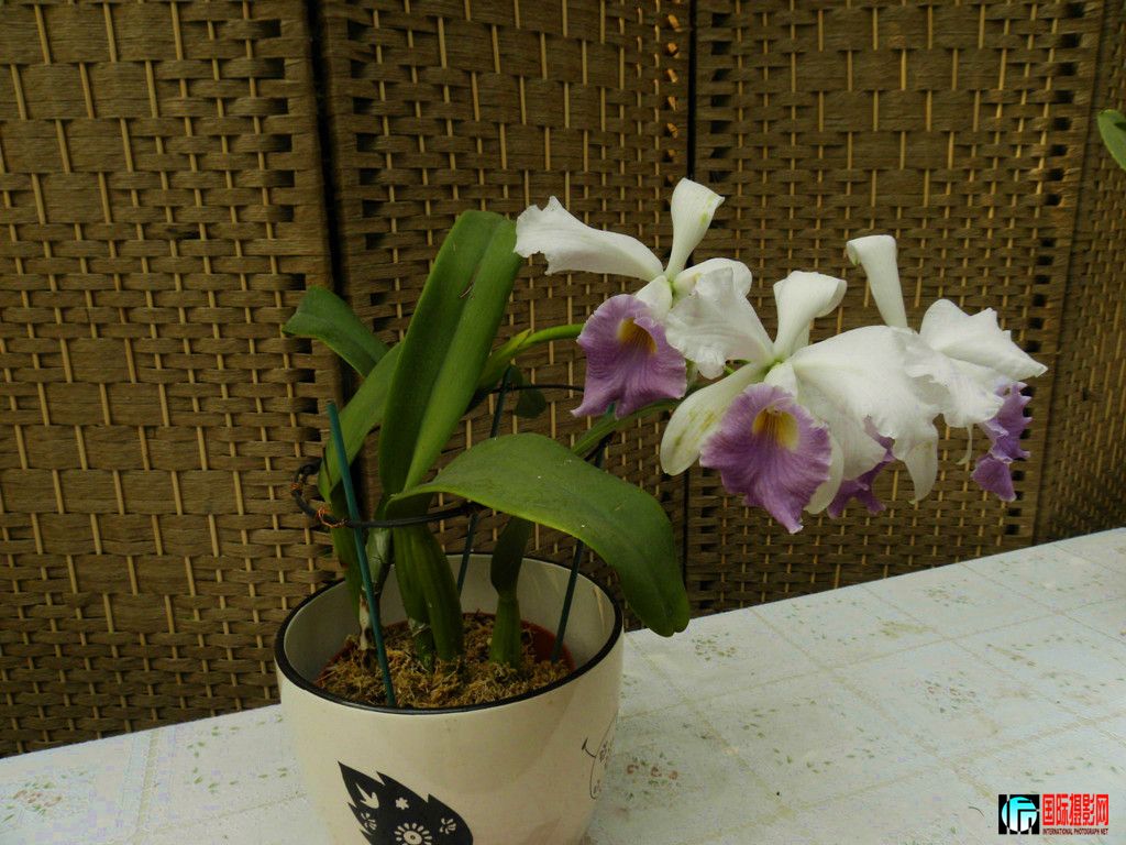 DSCN6387_副本.jpg