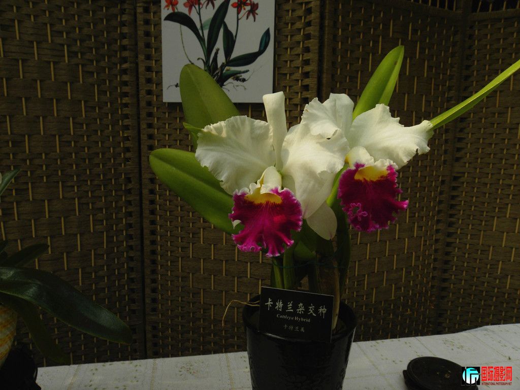DSCN6385_副本.jpg