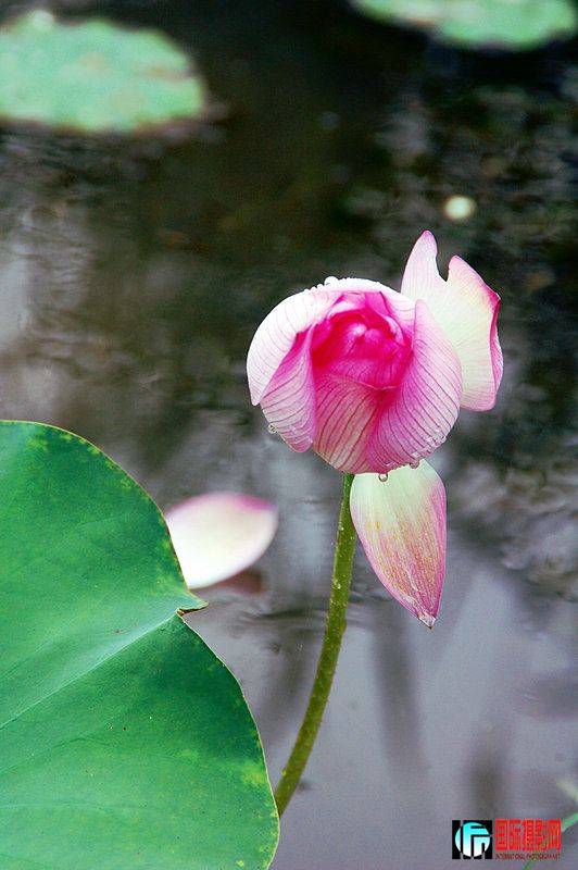 DSC_1135.jpg