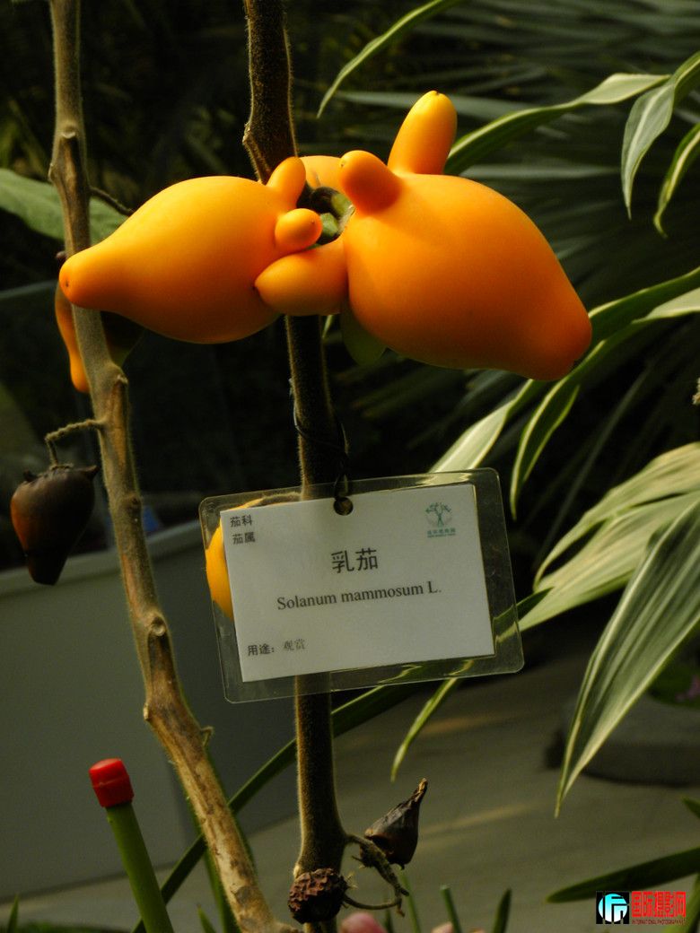 DSCN6369_.jpg