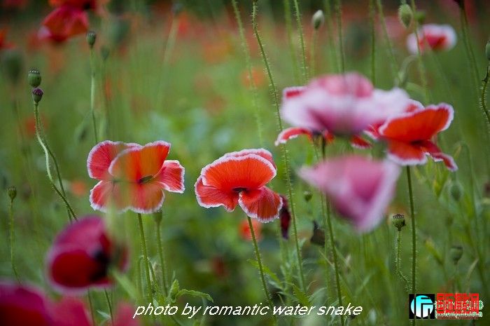 6_71842_2dd87a0b8d9282a.jpg