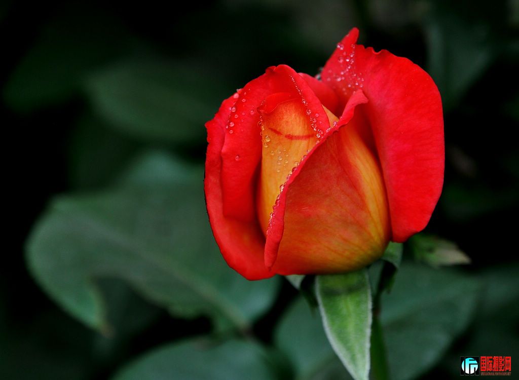 DSC_6499_12046.jpg