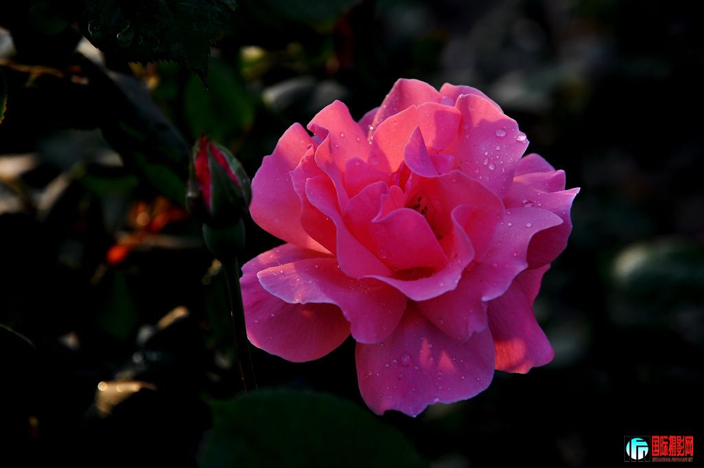 DSC_6698_12194.jpg