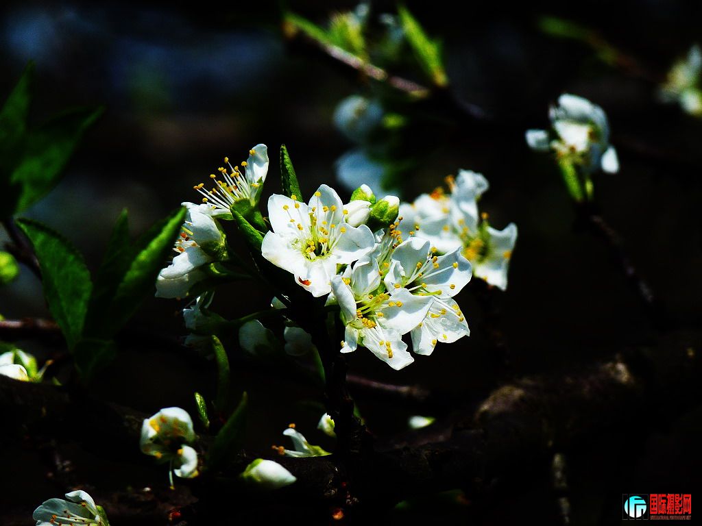 P1010527A.jpg