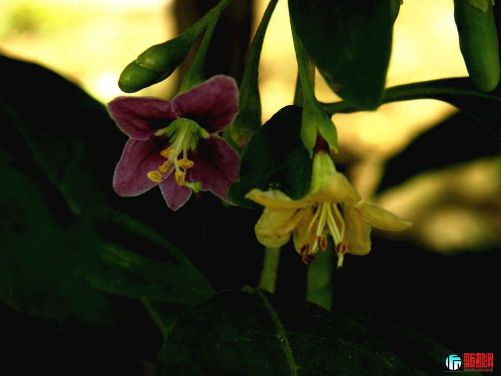 dscn5993_.jpg