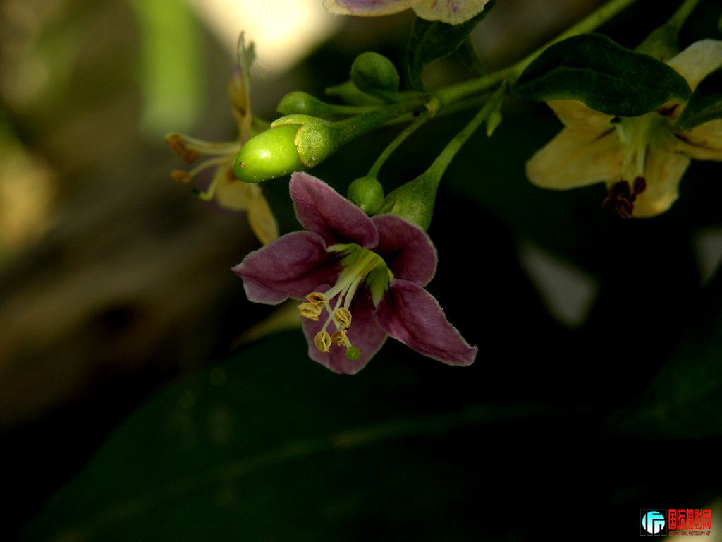 DSCN5996_.jpg