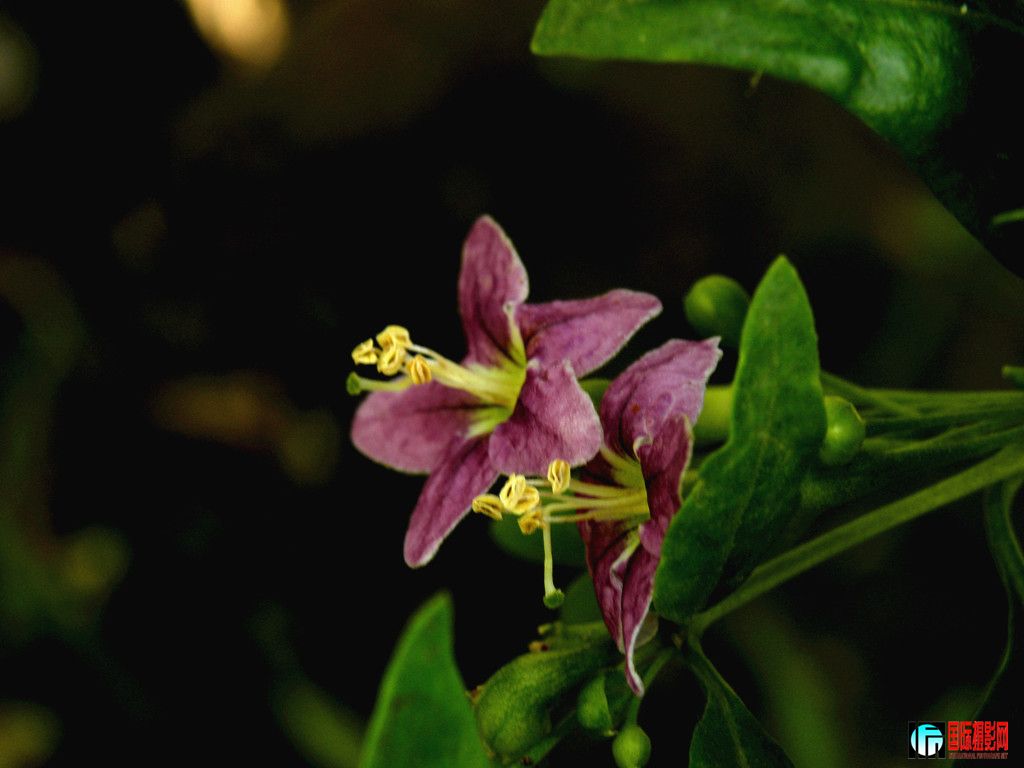 dscn5995_.jpg