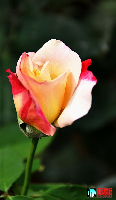 DSC_0062.jpg