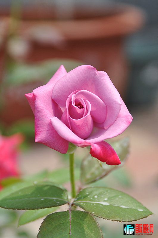 DSC_0052.jpg