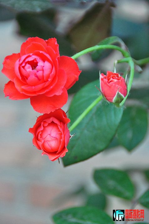 DSC_0002.jpg