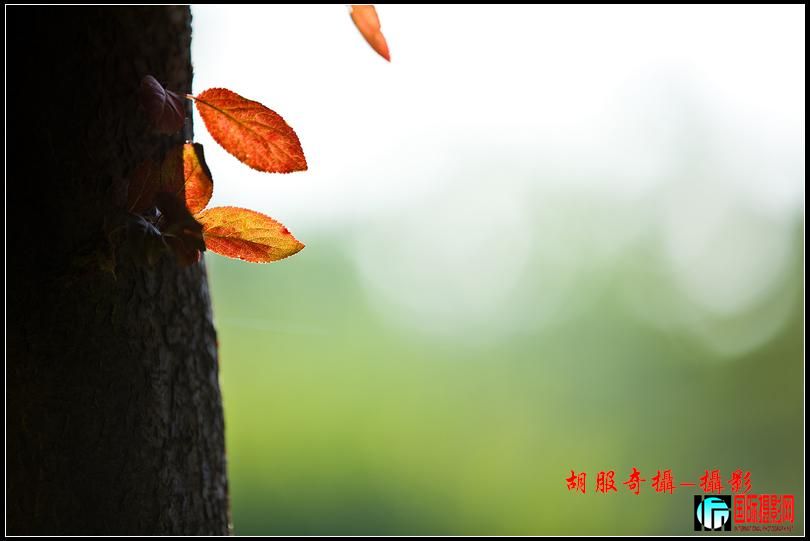 _MG_2450Ϊܶ-1.jpg