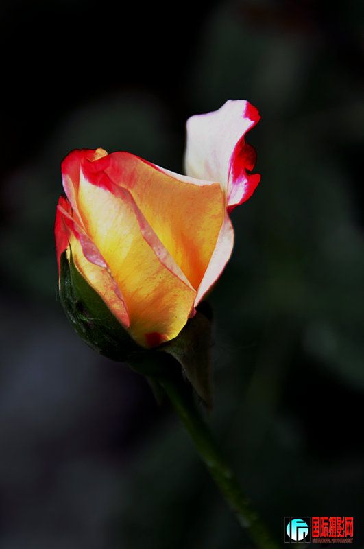 DSC_0060.jpg