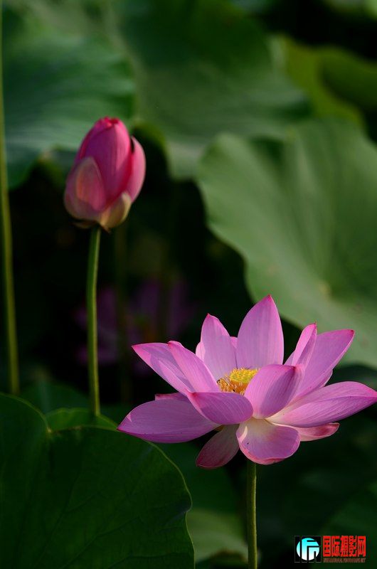 DSC_8964.jpg