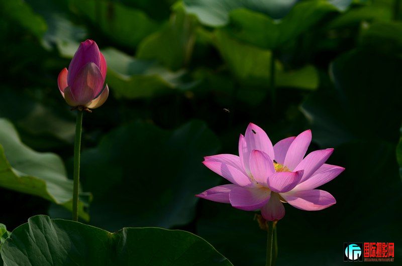 DSC_9022.jpg