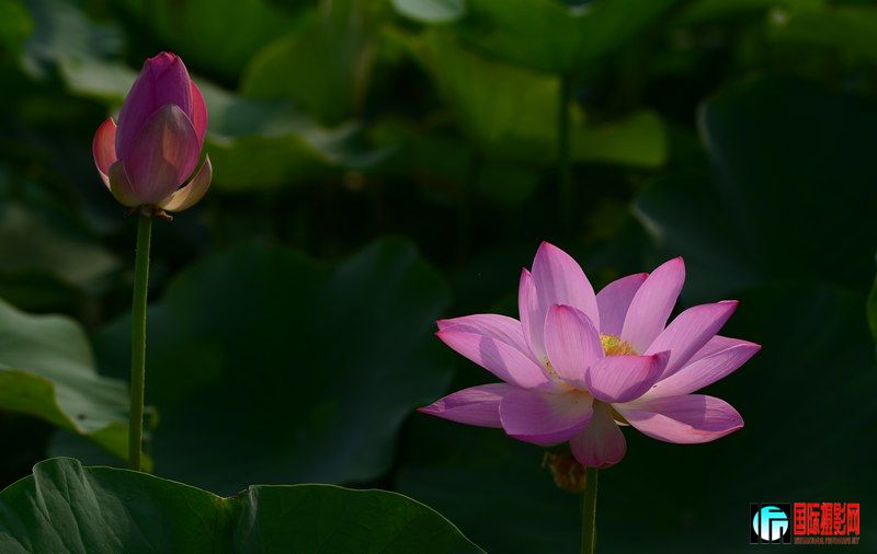 DSC_9020.jpg