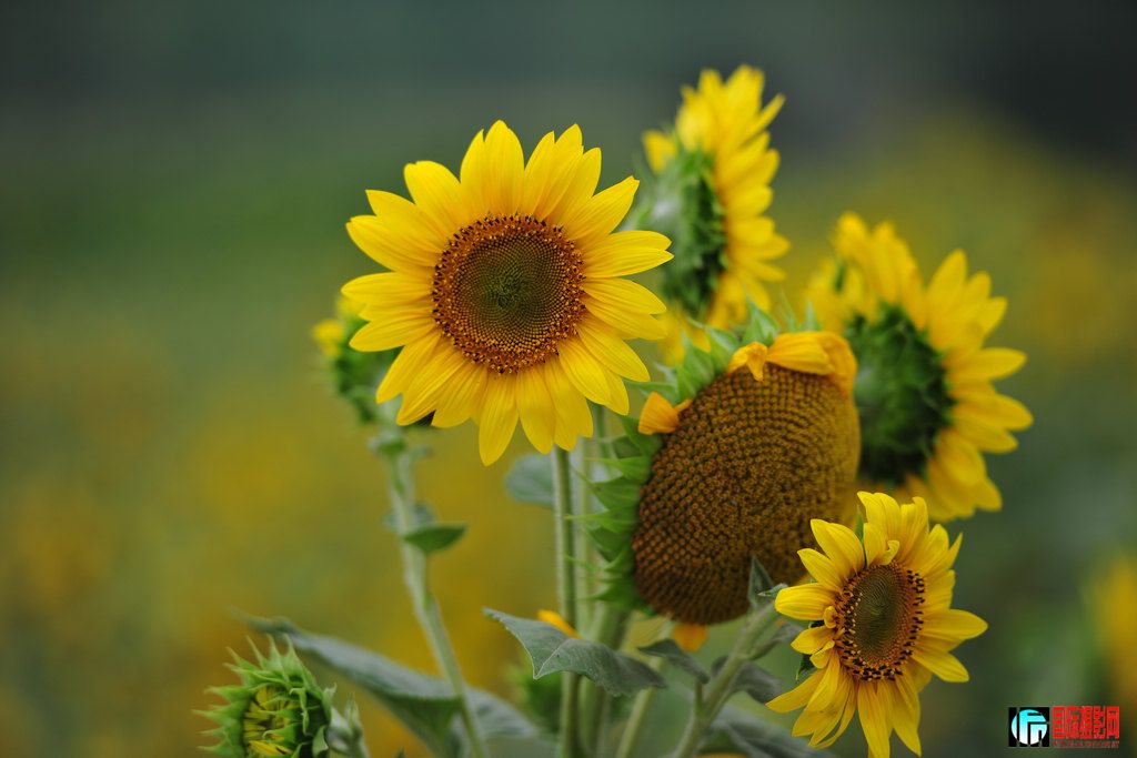 NiKonD3X JPG2012623աڡտ 013.jpg