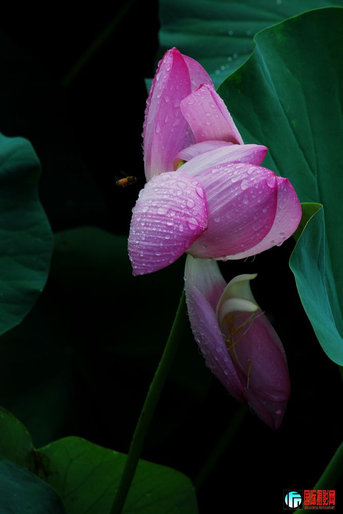DSC_09.jpg