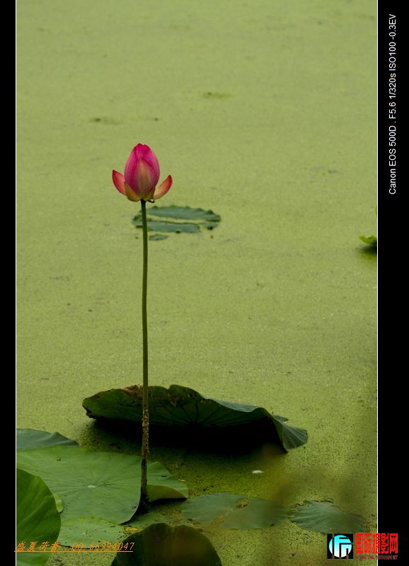 nEO_IMG_IMG_9269x.jpg