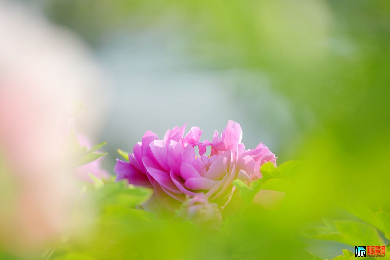 DSC_9134（花仙下凡）1280.jpg